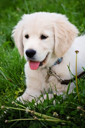 Golden Retriever Puppy Training - Dog Trick Academy