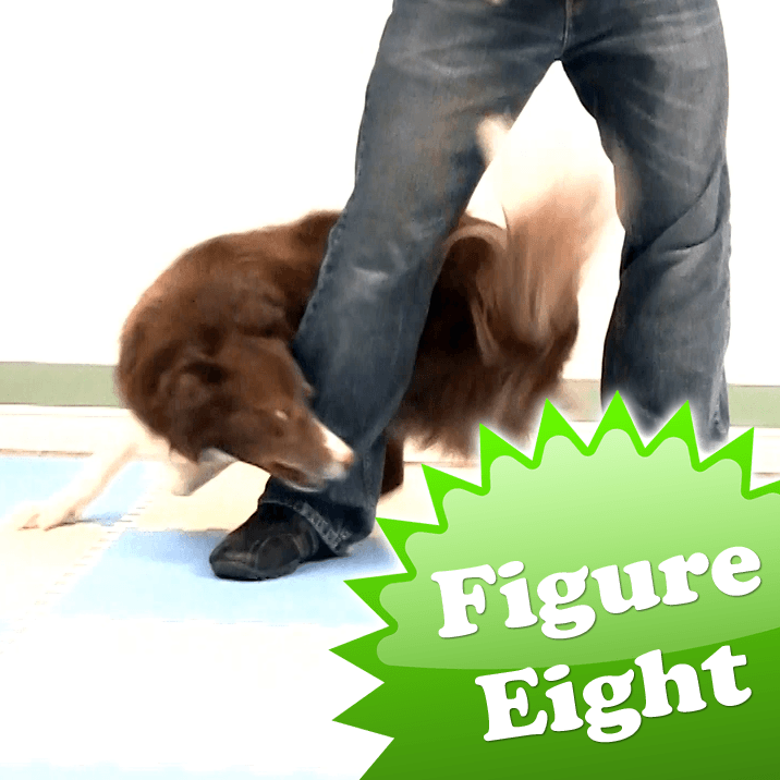 figure of eight lead pets at home