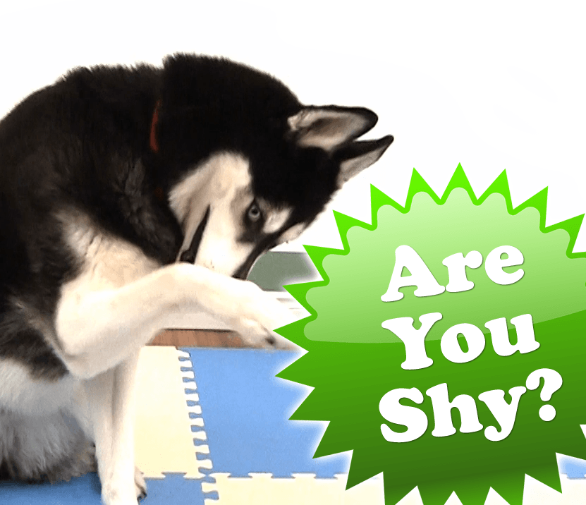 are you shy dog trick